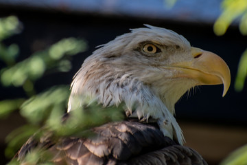 portrait of an eagle