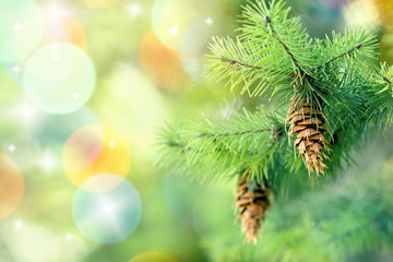 Fototapeta na wymiar Pinecone (cone) on branch on Christmas tree outdoor
