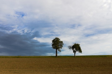 A plowed field with two apple trees behind it and a cloudy sky in the background