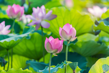 Obraz premium Lotus flower and Lotus flower plants
