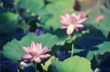 Obraz premium Lotus flower and Lotus flower plants