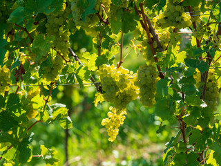 Weiße Trauben am Weinstock