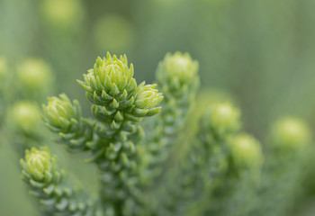 Young leaf pine tree for background