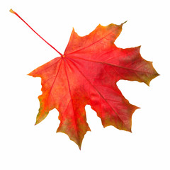 Obraz premium Red maple leaf as autumn symbol isolated white background.