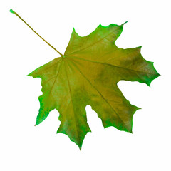 maple leaf painted in yellow and green colors. Isolated on a white background