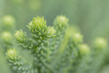 Young leaf pine tree for background