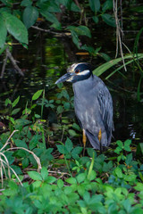 Fototapeta premium Yellow-crowned Night-Heron (Nyctanassa violacea) standing in wetlands at Indian Riverside Park, Jensen Beach, Martin County, Florida