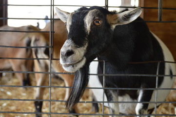 A goat at the farm