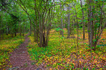 The forest floor around the trail has been given autumn colors