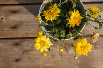 Yellow chrysanthemums on wooden background