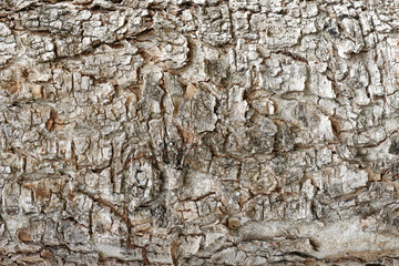 Dry wood skin surface texture material background.