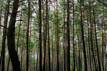 Fototapeta na wymiar countryside landscape, pine forest