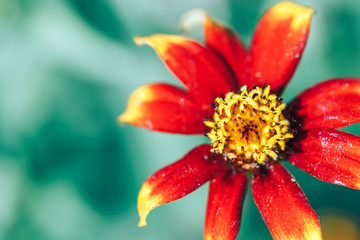 macro beautiful flower background wallpaper orange zinia macro selected focus