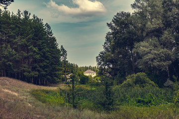 countryside landscape, pine forest