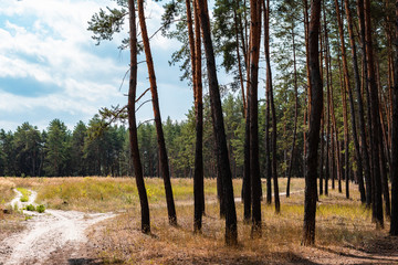 countryside landscape, pine forest