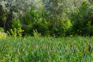 reeds against background of the forest