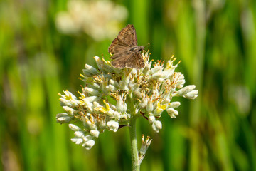 Brown Horace's Duskywing (Erynnis horatius) Butterfly on white Carolina Redroot (Lachnanthes caroliniana) flowers  at Atlantic Ridge Preserve State Park, Stuart, Martin County, Florida, USA