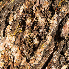 pine bark texture closeup