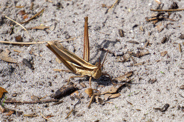 Coastal Toothpick Grasshopper (Mermiria intertexta) on gray sandy path at Atlantic Ridge Preserve State Park, Stuart, Martin County, Florida, USA
