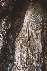 pine bark texture closeup