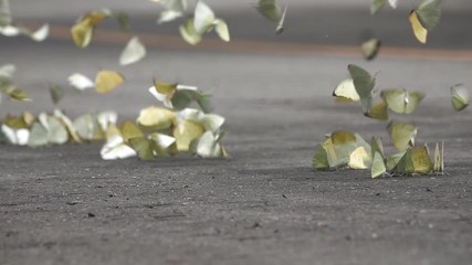 White butterfly on the floor Many butterflies flock together, slow motion