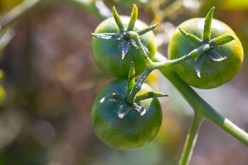 growing vegetables green tomatoes close-up