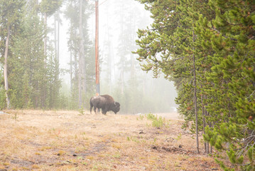 Lone Bison in the Fog of the Yellowstone National Park