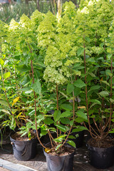 paniculata hydrangea.close - up of green.Gardening and flower growing
