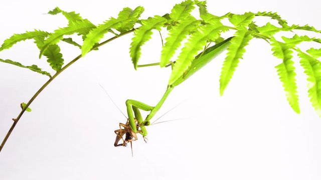 A giant asian mantis is munching on a cricket.Under the leaves