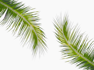 Fototapeta premium green leaves of coconut isolated on white backgroundA