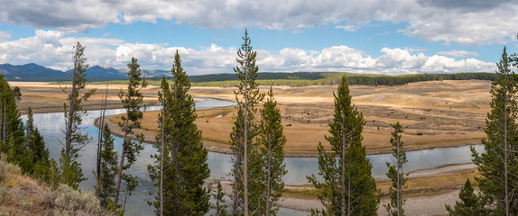 Buffalos in a Plain of the Yellowstone National Park