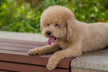 Dog poodle at outdoor park