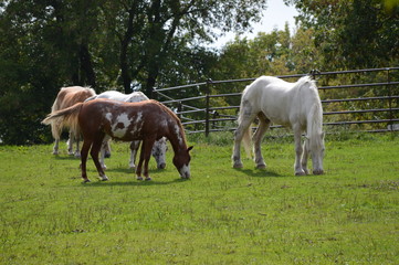 Horses at the farm