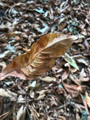 Autumn dry leaf close-up on a background of yellowed grass. Yellowed autumn foliage in the park.