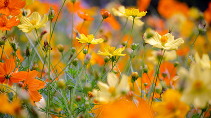 Cosmos flowers autumn summer blooming in the garden park