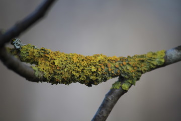branch with green leaves