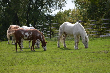 Naklejka na ściany i meble Horses at the farm