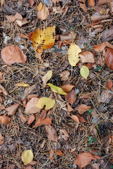 Forest texture of fallen autumn leaves. Colorful background from autumn leaves. Autumn background.
