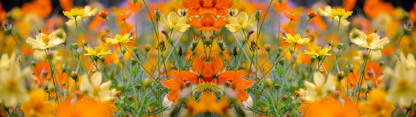 Panorama of Cosmos flowers autumn summer blooming in the garden park