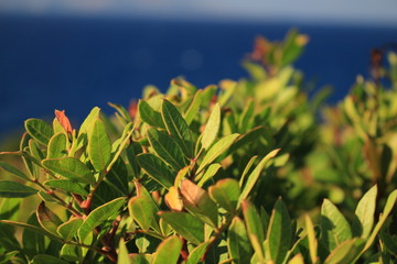 flower on background of blue sky