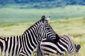 African Zebra