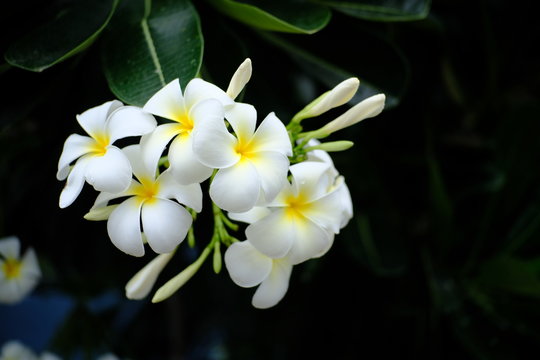 white flower on black background