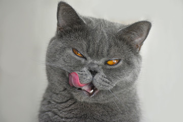 British Shorthair Cat Tongue