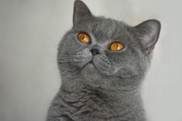British Shorthair cat on gray background