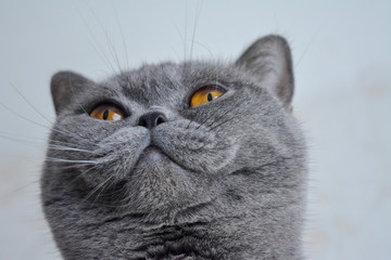 Cat close-up & whiskers