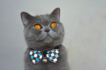Cat with amber eyes and bowtie