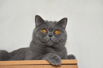 British shorthair cat laying on a table