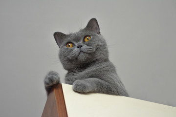 Curious gray cat (british shorthair)