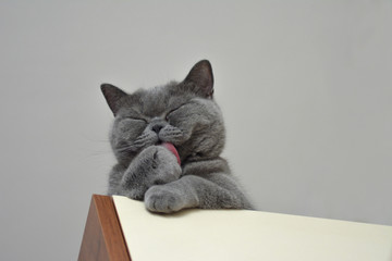 Gray cat grooming