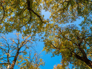 Fototapeta premium Blick nach oben im Herbstwald
